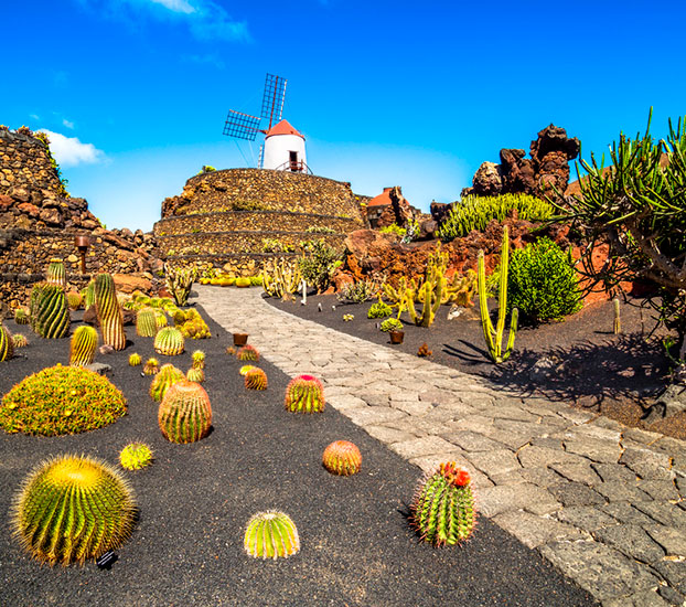 Colección de cactus Colección de cactus
